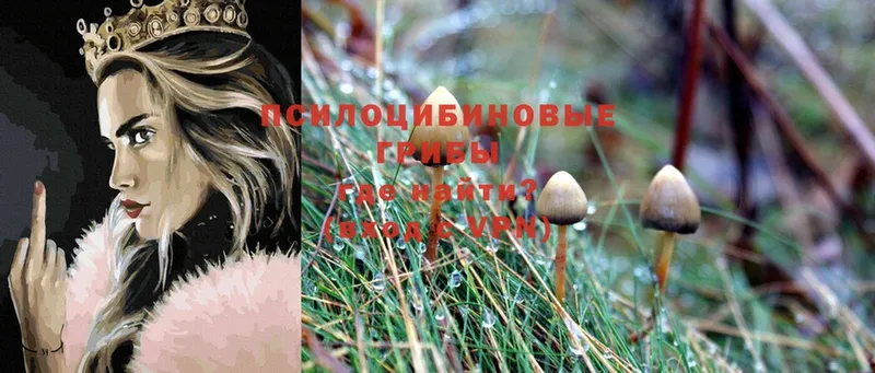 Галлюциногенные грибы Psilocybine cubensis  купить  цена  Хабаровск 